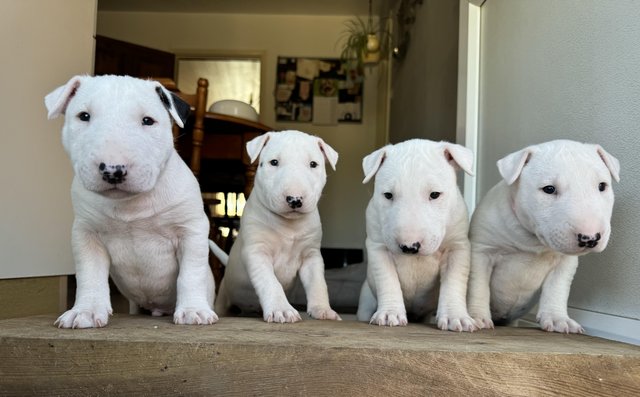 Preview of the first image of 1 Male, 2 Female KC Registered Bull Terrier Puppies.