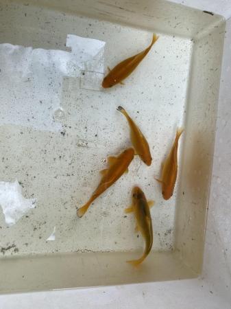 Image 4 of 5 yellow/ orange goldfish.