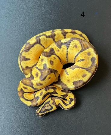 Image 3 of Ball/ Royal  python hatchlings