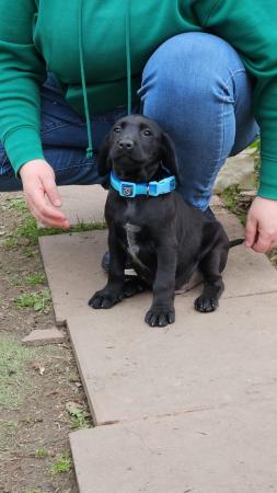 Image 4 of Only 2 Sprockerdor pups for sale ready to leave now