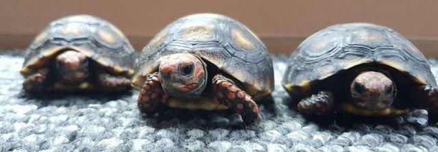 Image 4 of Baby Cherry Head Redfoot tortoises at Urban Exotics