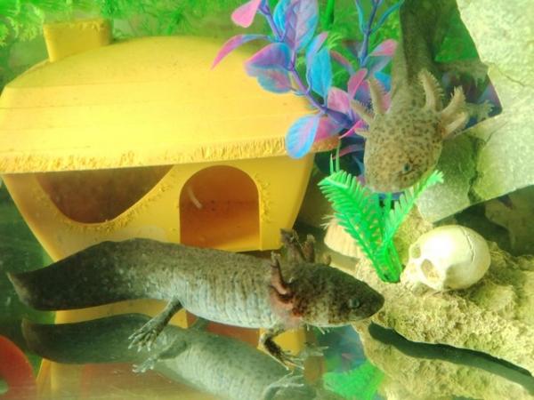 Image 4 of Axolotl FREE wild type COLLECTION