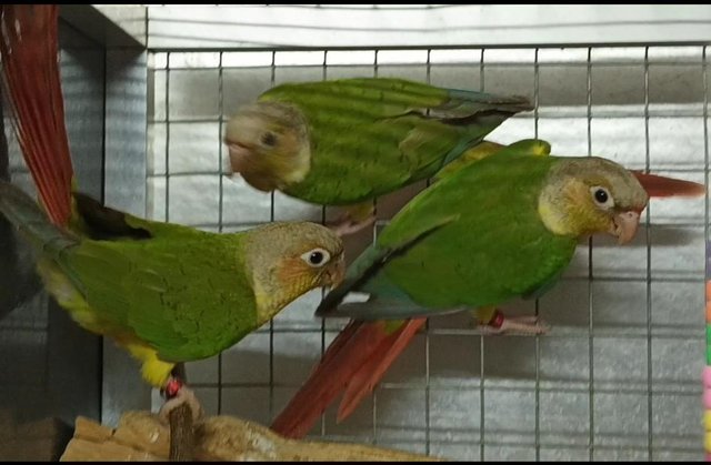 Image 4 of Beautiful healthy conures with dna