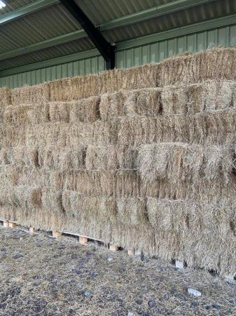 Image 1 of 2023 Conventional/Small bales of hay for sale