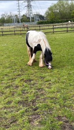 Image 3 of Dottie 12.2 , 2 year old cob filly
