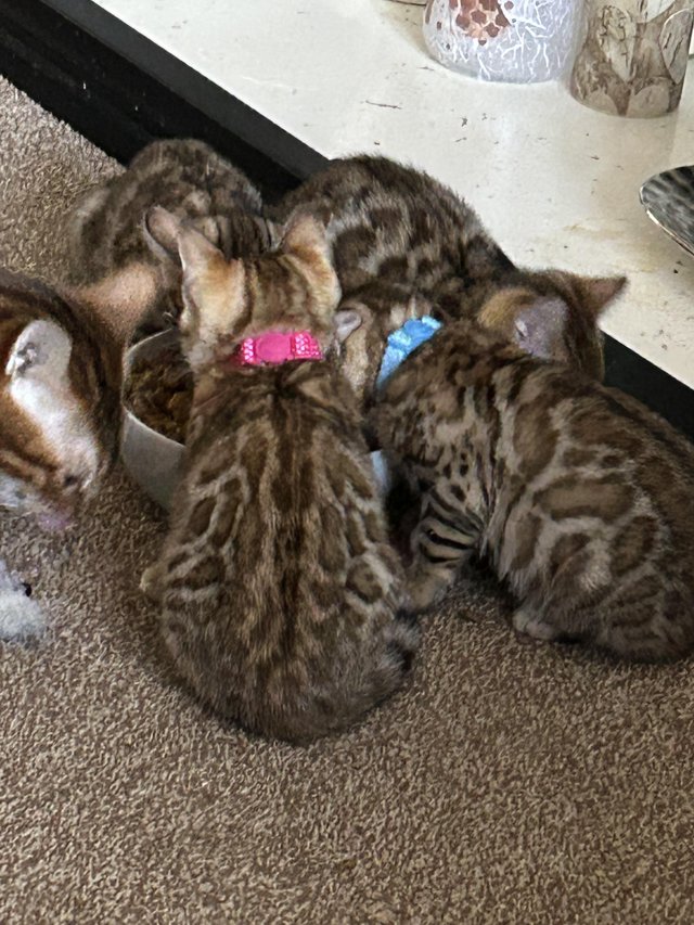 Preview of the first image of Tica Bengal kittens looking for their forever homes.