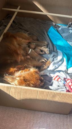 Image 8 of Cavalier King Charles Spaniel - KC registered, micro chipped