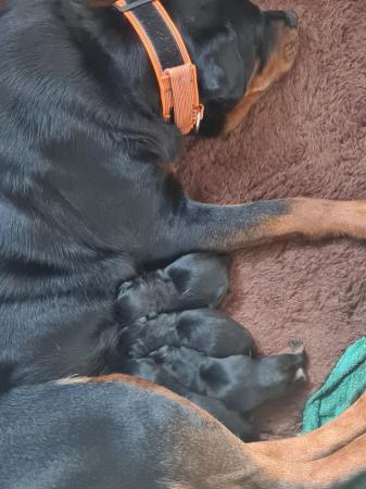 Image 4 of Stunning pure bred rottweiler pups last 3