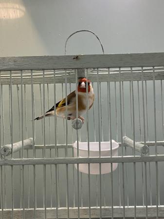 Image 3 of Siberian Goldfinch Male for sale