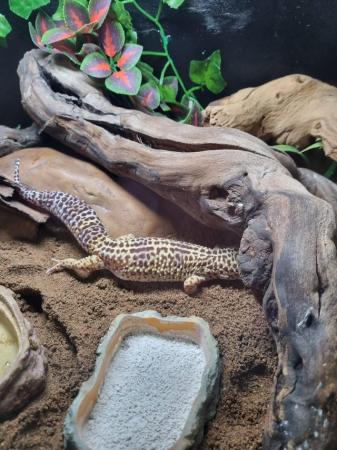 Image 2 of 2 x leopard geckos and full set up