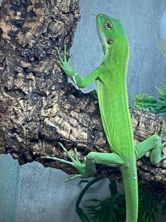 Image 6 of Lizards Available at Birmingham Reptiles