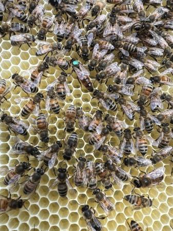 Image 24 of Langstroth Spring Bee Nucs 2024