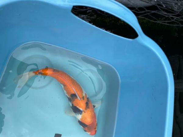 Image 2 of Japanese Koi reared from Fry