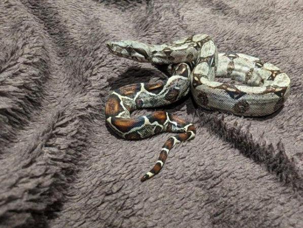 Image 14 of Baby Boa Constrictor Imperator