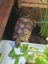Image 5 of 2 healthy male leopard tortoise 18 and 8yrs old