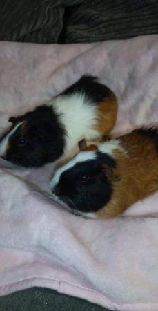 Image 5 of SOLD .....4 Baby guinea pigs available.