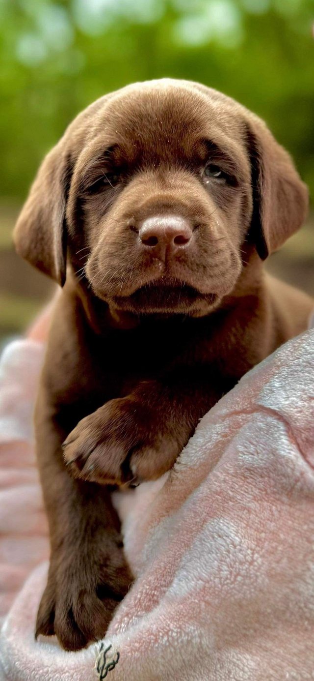 Preview of the first image of READY THURSDAY! Gorgeous KC Reg Choc/Black Labrador Puppies.