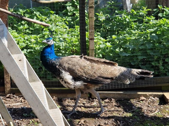 Preview of the first image of Indian blue peacock for sale.