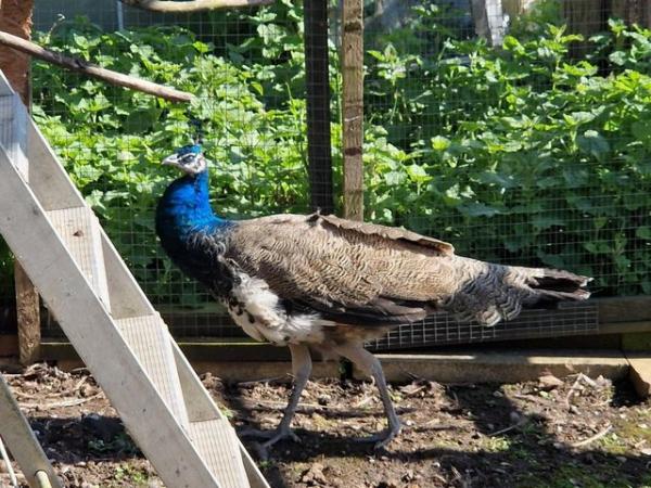 Image 1 of Indian blue peacock for sale