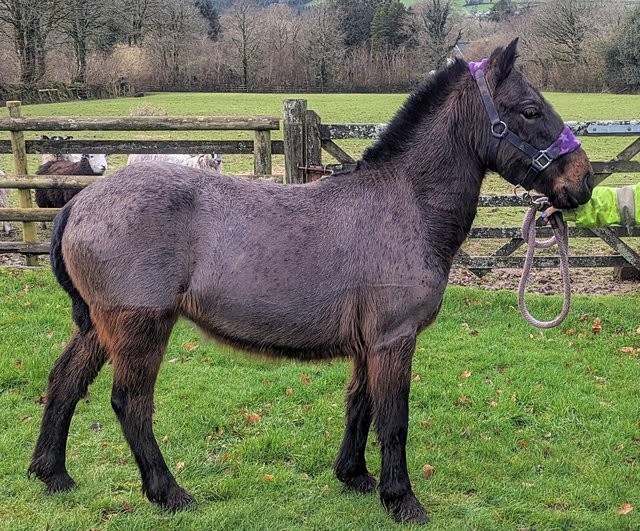Preview of the first image of Sweet Bay Dartmoor Hill Pony filly.