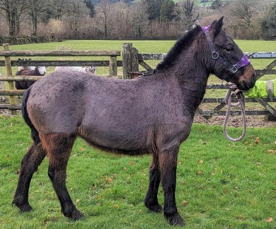 Image 1 of Sweet Bay Dartmoor Hill Pony filly