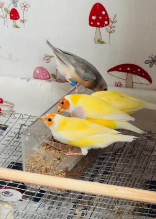 Image 5 of Pair of yellow Gouldian Finch for sale