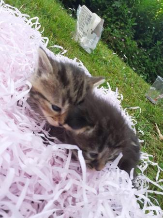 Image 3 of Kittens ready in just over 4 weeks. Mix of male and female.