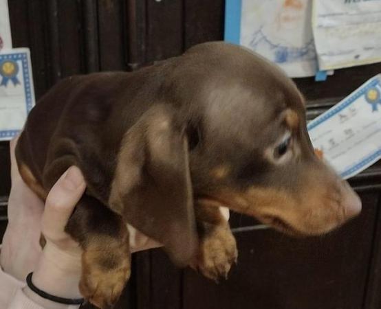 Image 3 of Miniature Dachshund Dogs