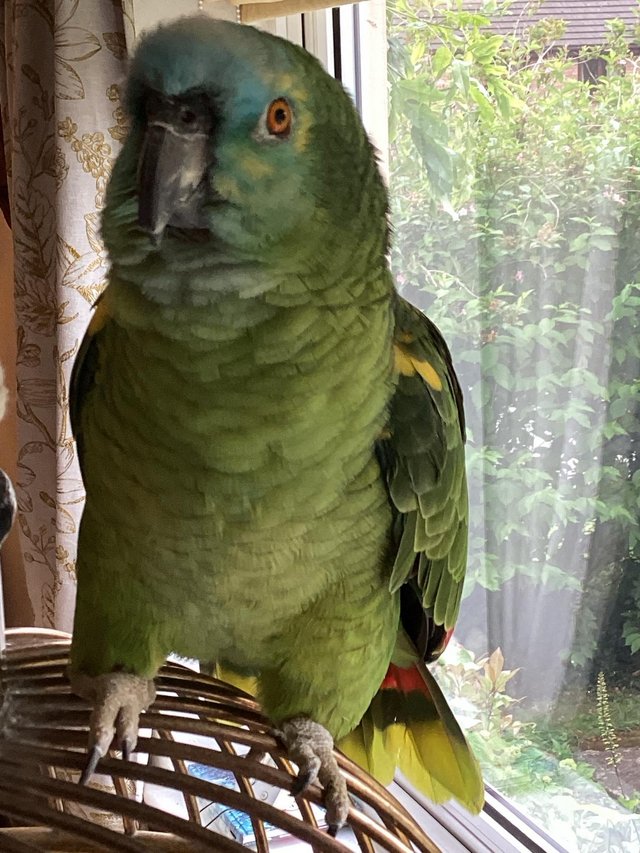 Preview of the first image of Blue Fronted Amazon Parrot.