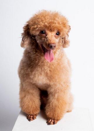 Image 6 of KC REG EXTENSIVELY HEALTH TESTED RED TOY POODLE STUD