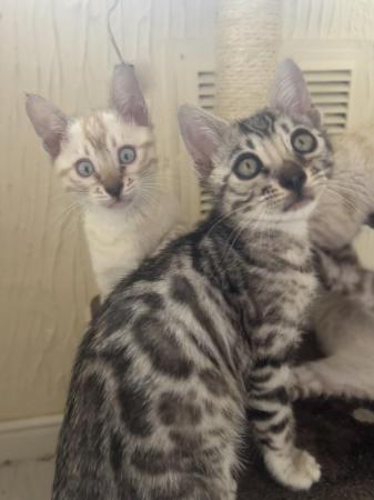 Image 6 of TICA registered beautiful Bengal kittens