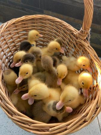 Image 2 of Chicks and Ducklings in a range of breeds