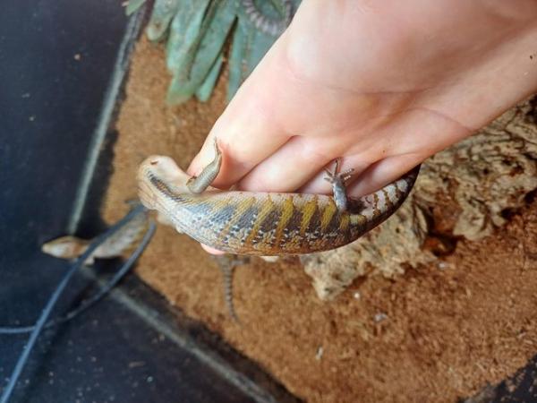 Image 6 of Northern blue tongue skinks