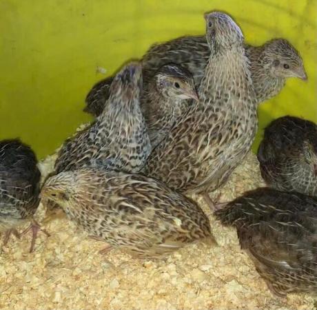 Image 29 of QUAIL HATCHING EGGS/4 BREEDS !
