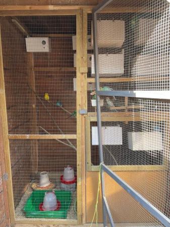 Image 2 of Bird rehoming service (budgie / finch / canary etc