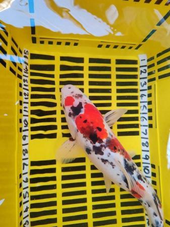 Image 2 of LARGE KOI POND FISH HEALTHY AND STRONG 16 INCH