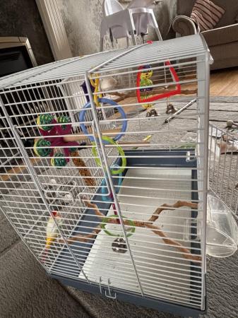 Image 4 of two budgies and cage come with cage and accessories