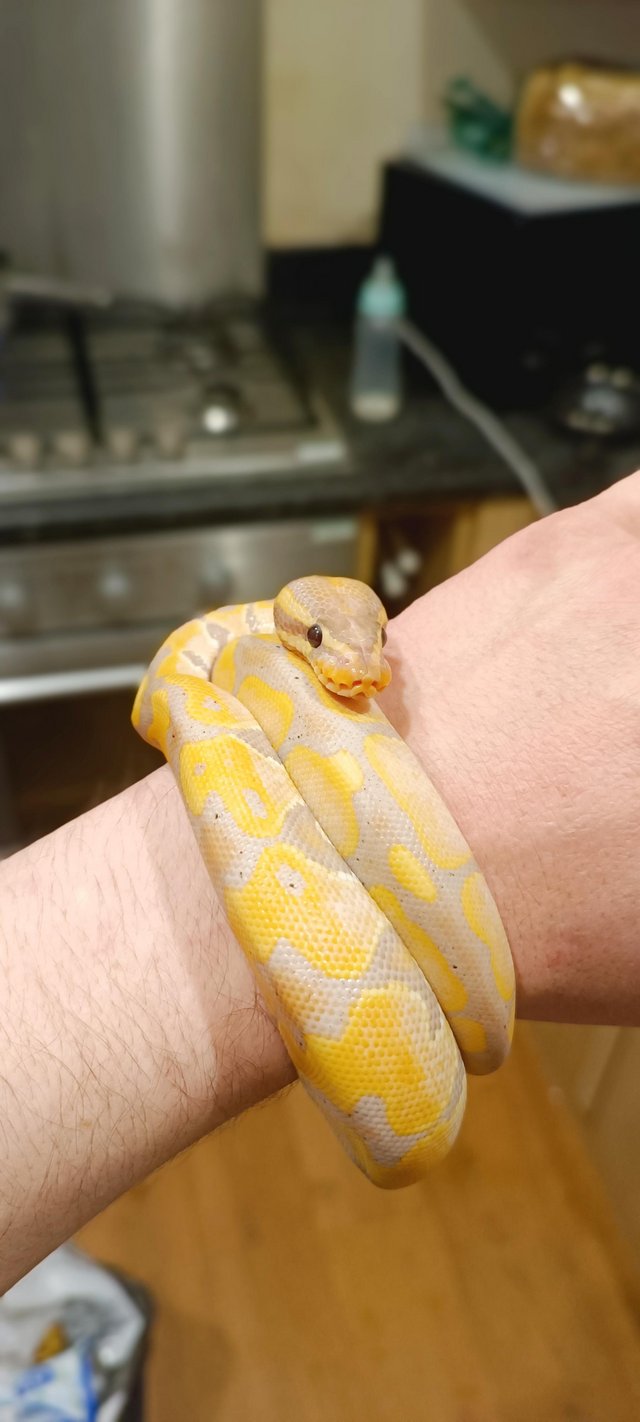 Preview of the first image of Banana Ball Python £100.