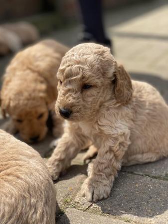 Image 1 of F2 miniature Labradoodles looking for homes