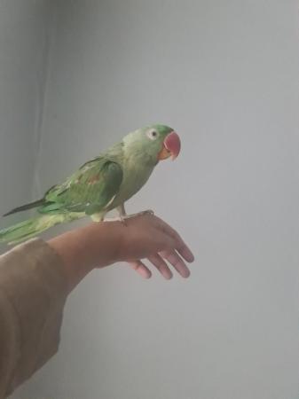 Image 5 of Young alexandrine parrot