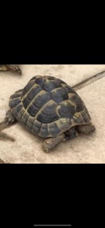 Image 3 of 13 year old Male Hermanns Tortoise