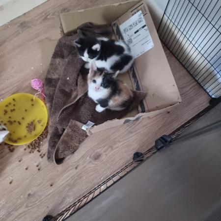 Image 4 of 8 week old female kitten for sale