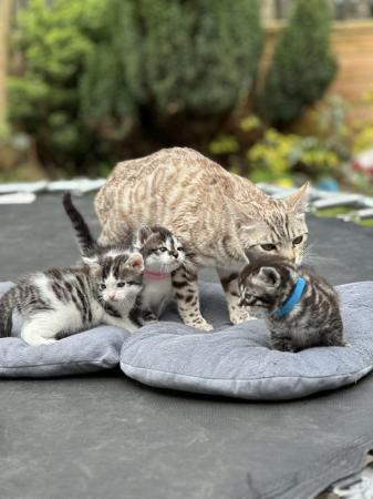 Image 1 of Bengal x kittens for sale