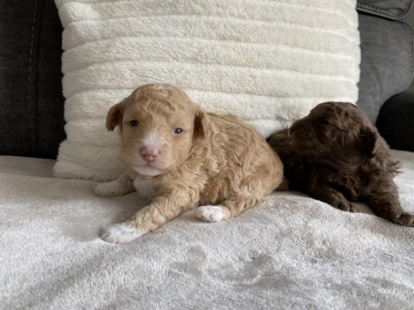 Image 4 of Gorgeous Coloured Toy Poodle Puppies For Sale