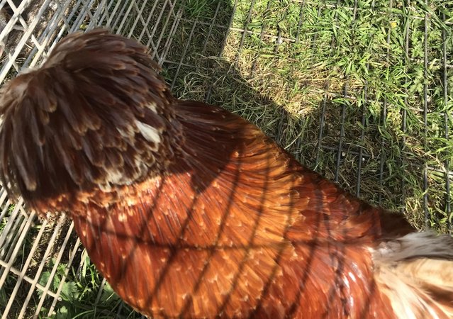Image 3 of Gorgeous Full Polish Cockerel