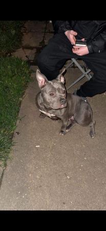 Image 2 of 19 month oldblue/white American pocket bully