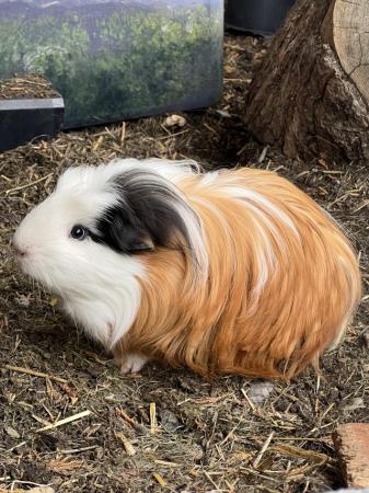 Image 5 of Boar long haired guinea pig