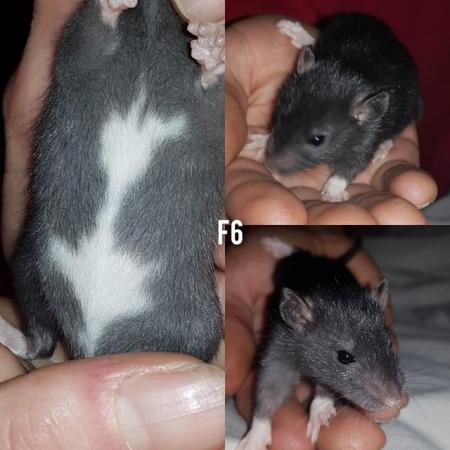 Image 2 of Female rats ready ssssoooon