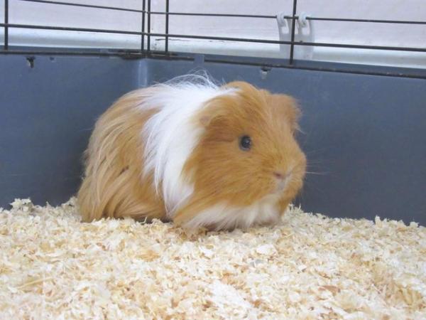 Image 8 of 2 male long haired guinea pigs looking for a new home