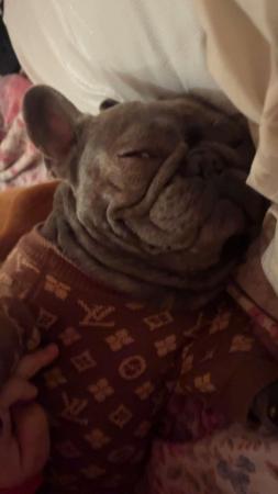 Image 1 of 2 year old French bulldog female for loving home